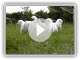 Berger Blanc Suisse, Welpen, Perle in der Sonne