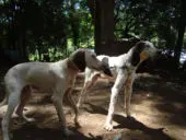 Brasilianischer Laufhund