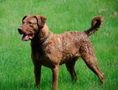 Retriever de Chesapeake