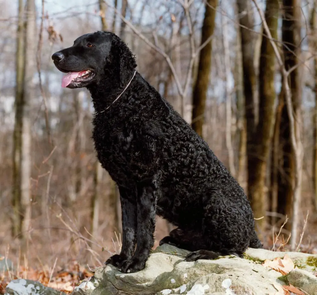 are curly coated retriever good with kids