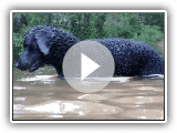 Curly Coated Retriever swimming