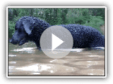 Curly Coated Retriever-schwimmen