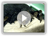 Curly-Coated Retriever Welpen