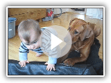 Ridgeback vs. small kid