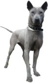 Thai Ridgeback