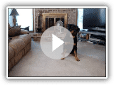 rottweiler playing dead