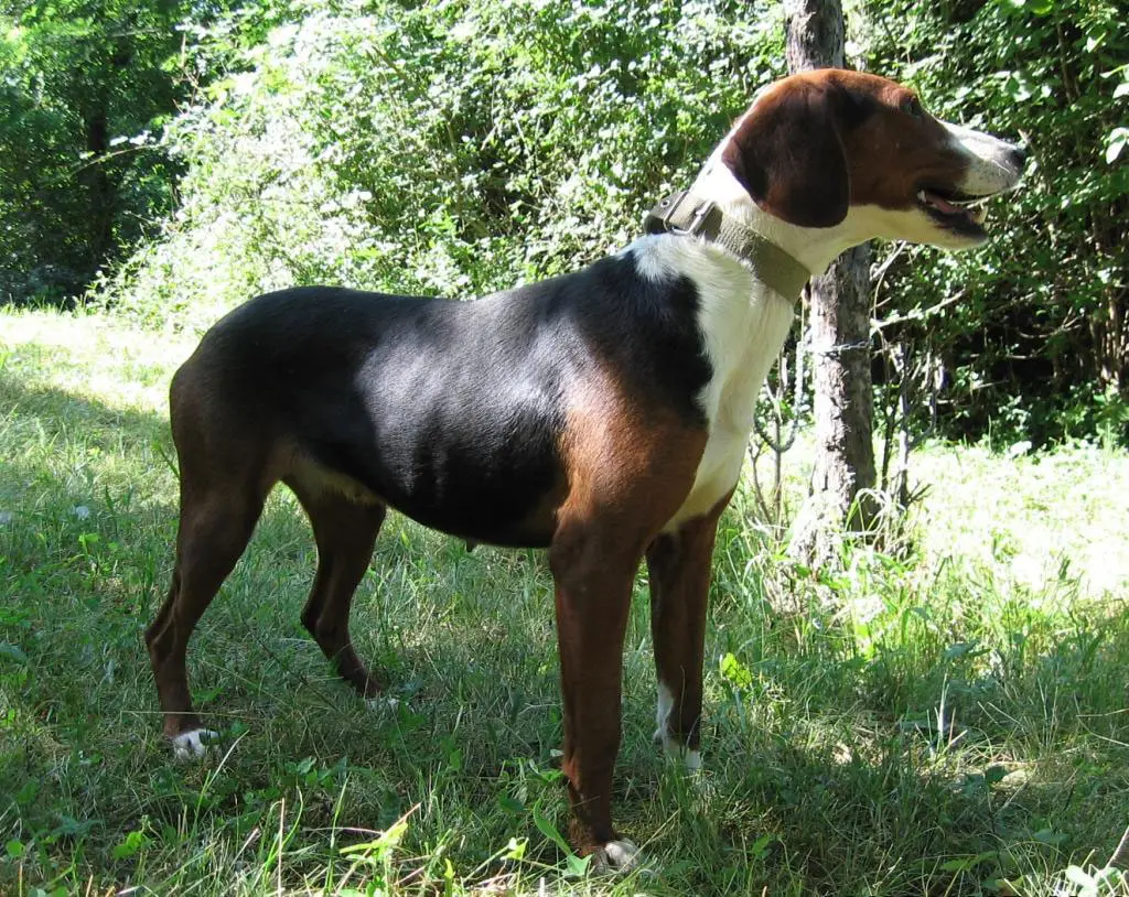 are serbian hounds good guard dogs