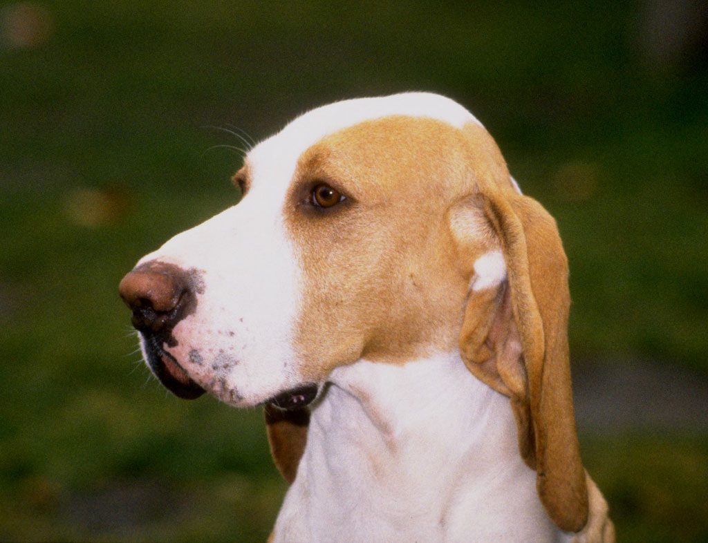 are serbian hounds good guard dogs