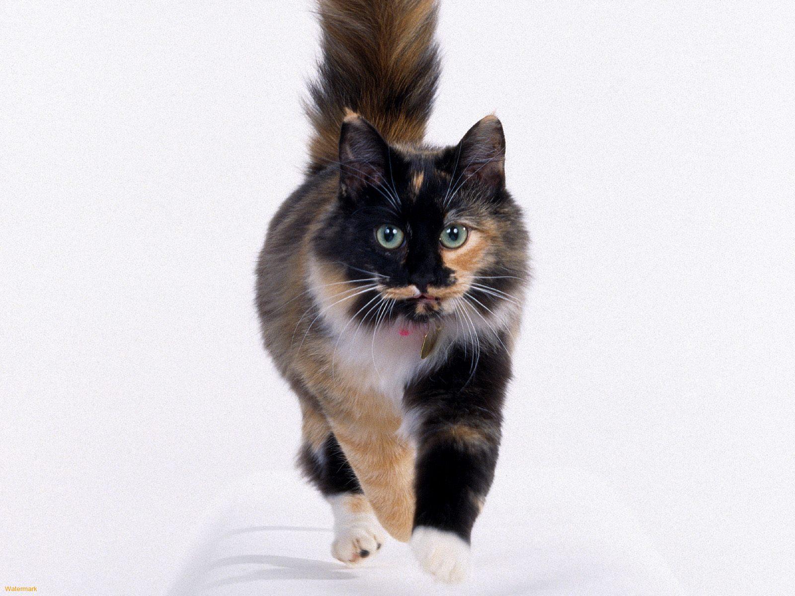 American Longhair Cat - Characteristics and character - Cat breeds