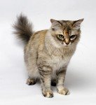 Asiatische Semi-longhair