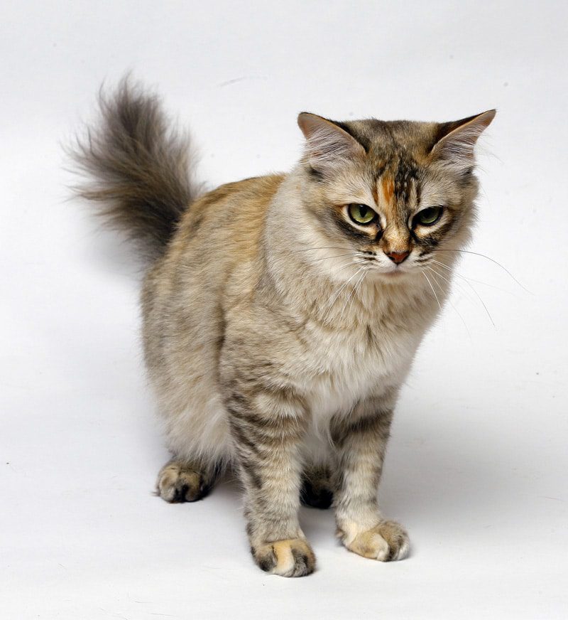 Asian Semilonghair Cats breeds