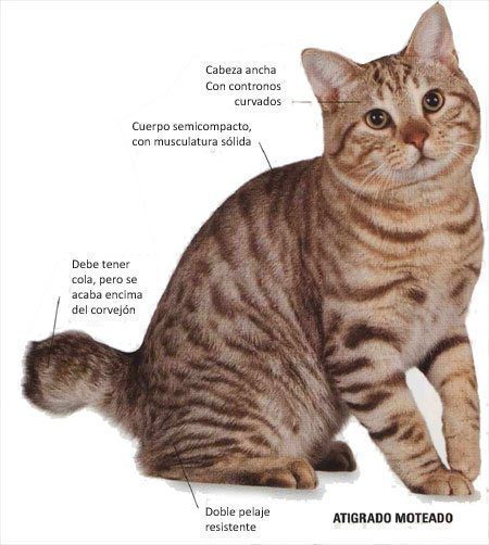 Bobtail Americain Races De Chats