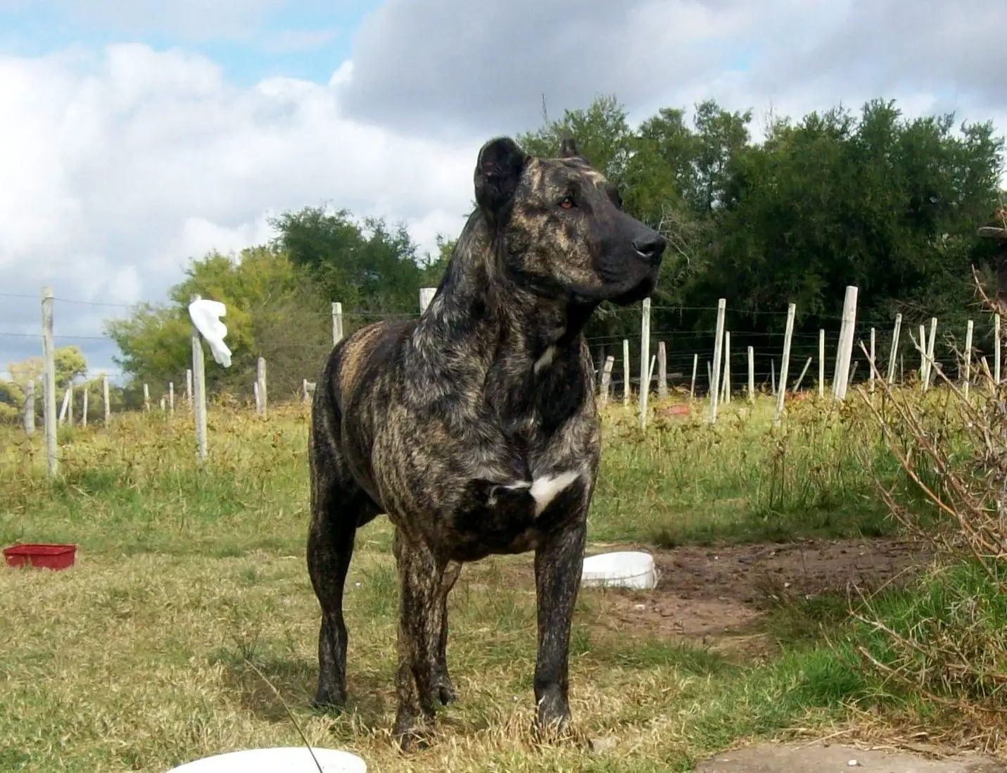 El Cimarrón o Cimarrón uruguayo - Razas de perros