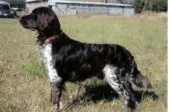Münsterländer Pequeño