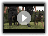 Dogs 101 German Shepherd Video Animal Planet