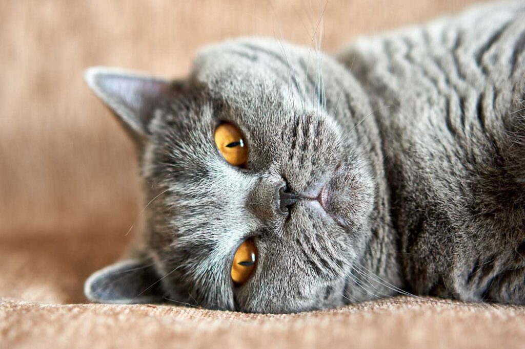 British shorthair