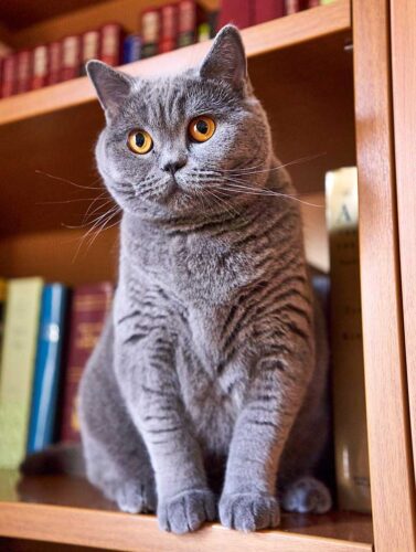 Gato Británico de pelo corto