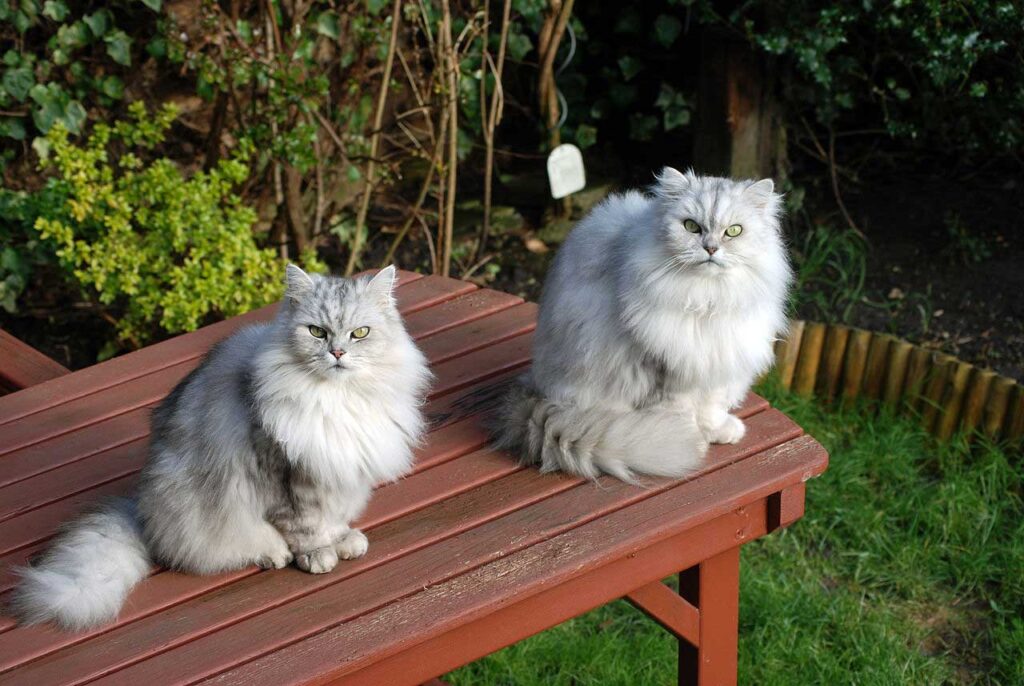 Chinchilla Persian cat