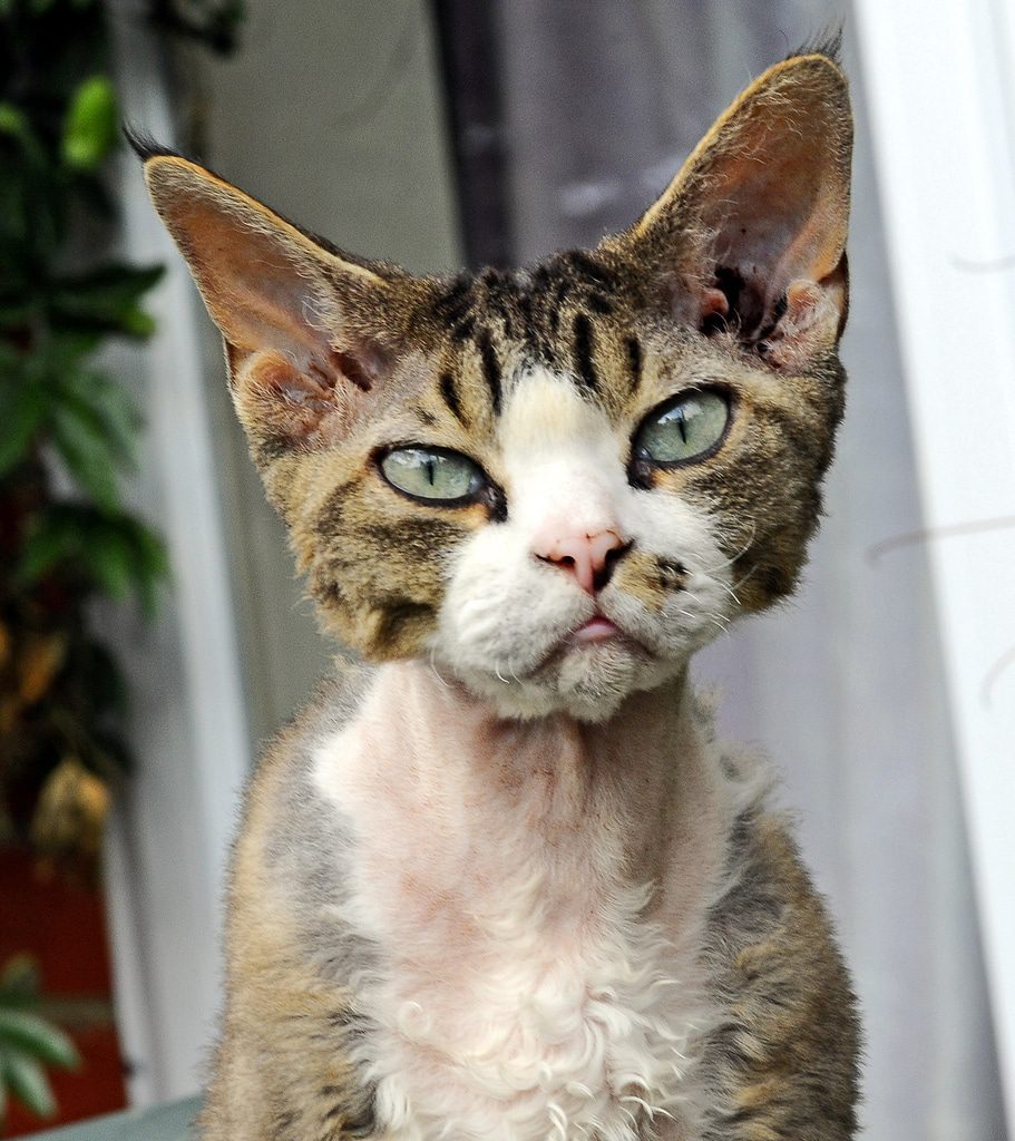  Devon  Rex Cats  breeds Pets