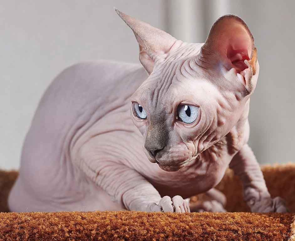 Cat Sphynx