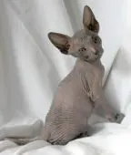 Don Sphynx