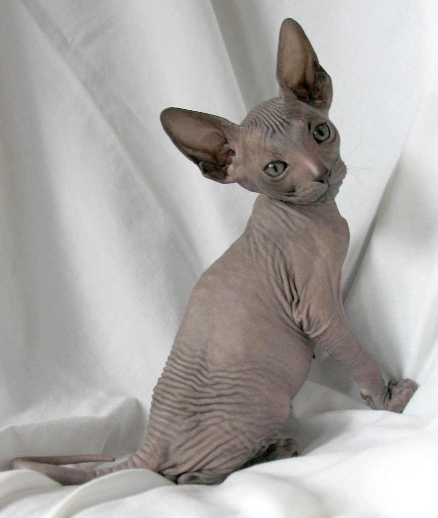 Don Sphynx