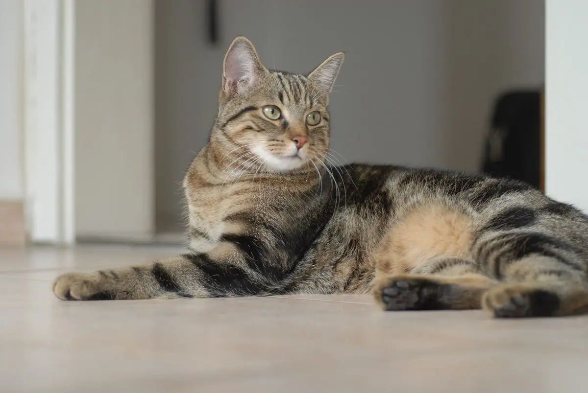 European shorthair for sale discount