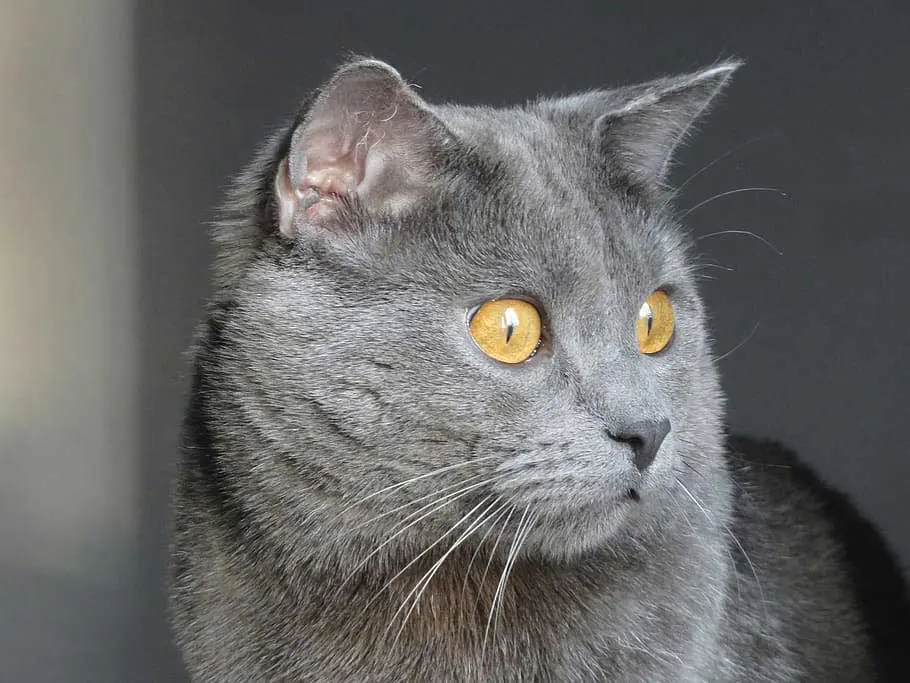 Kartäuser Katze