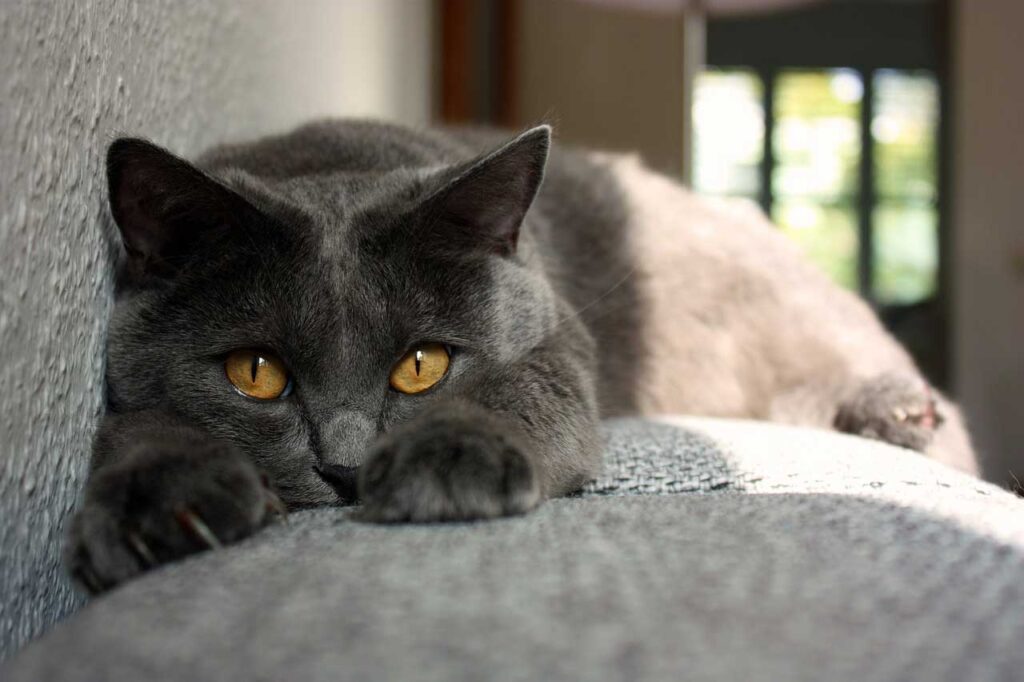 Chat des Chartreux