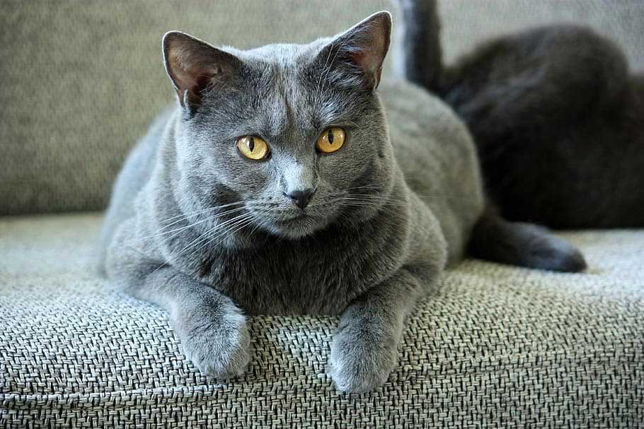 Kartäuser Katze