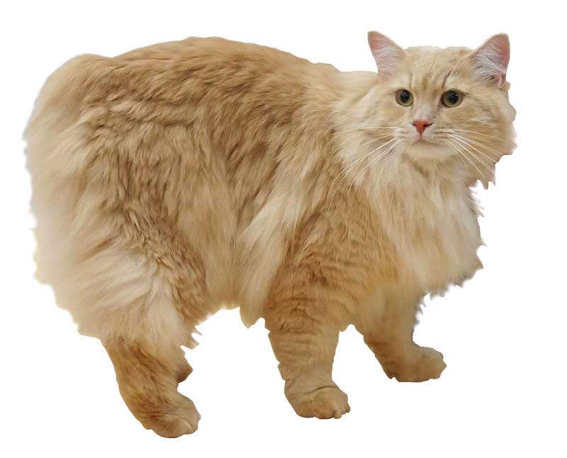 Cymric
