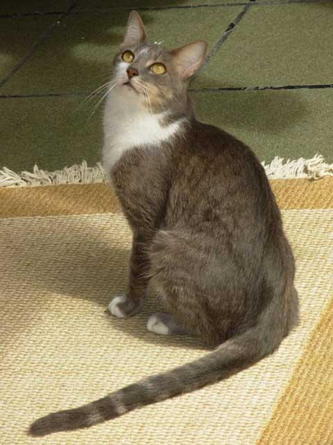 Gato Brasileño de pelo corto