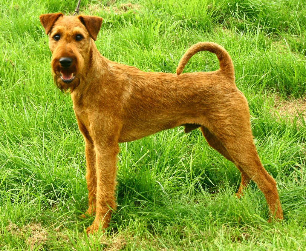 Irish Terrier Dogs Breeds