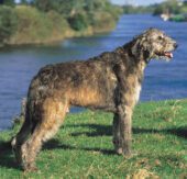 Irish Wolfhound