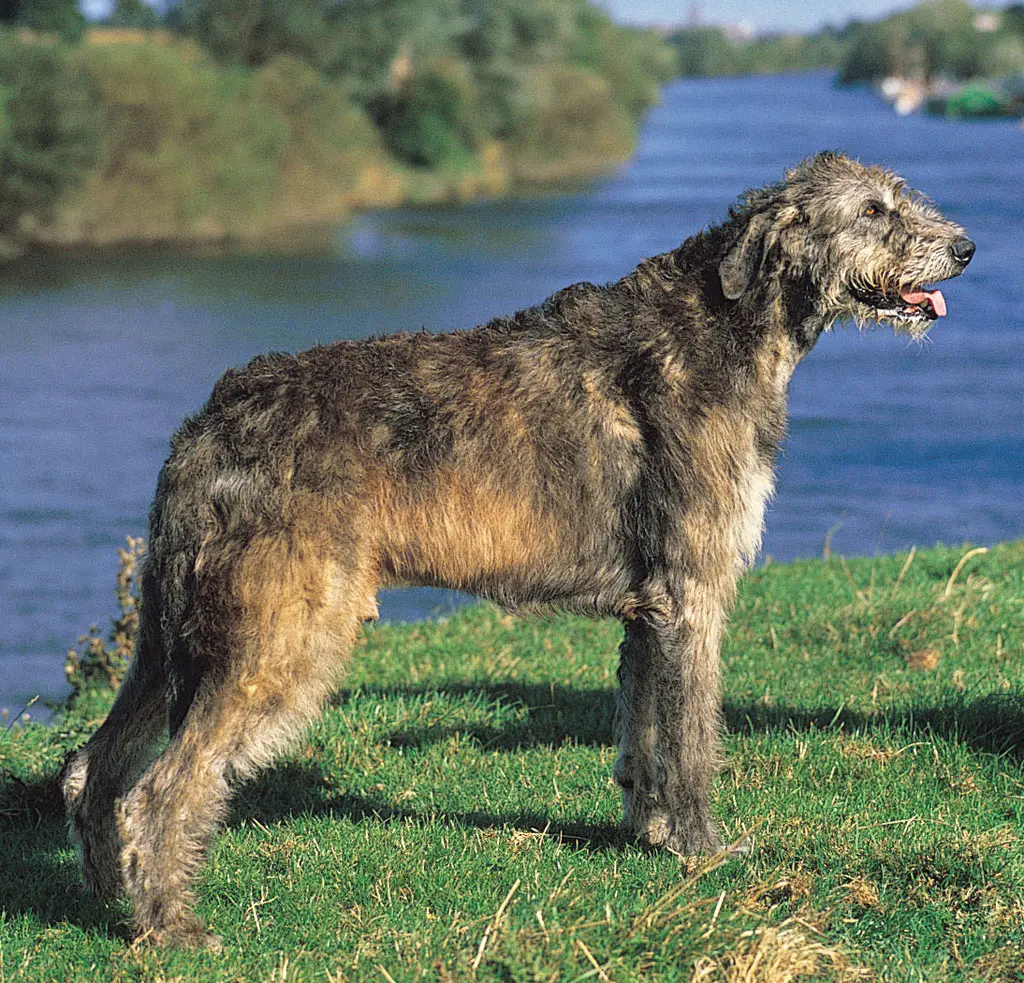 how much does an irish wolfhound cost