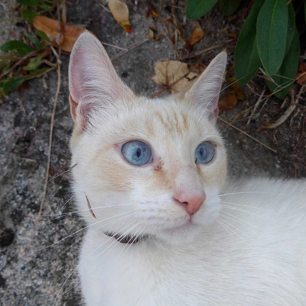 chat européen