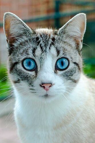 Ojos Azules cat