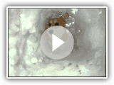 tunnel de neige Corgi
