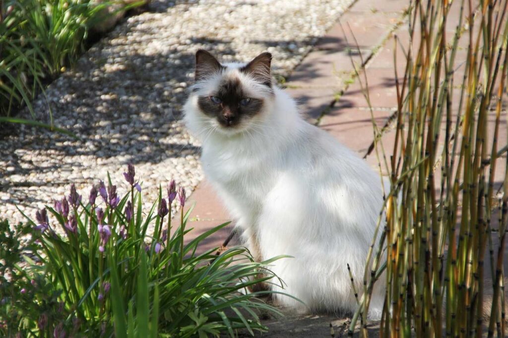 Heilige Birma kazte (Birma-Katze)