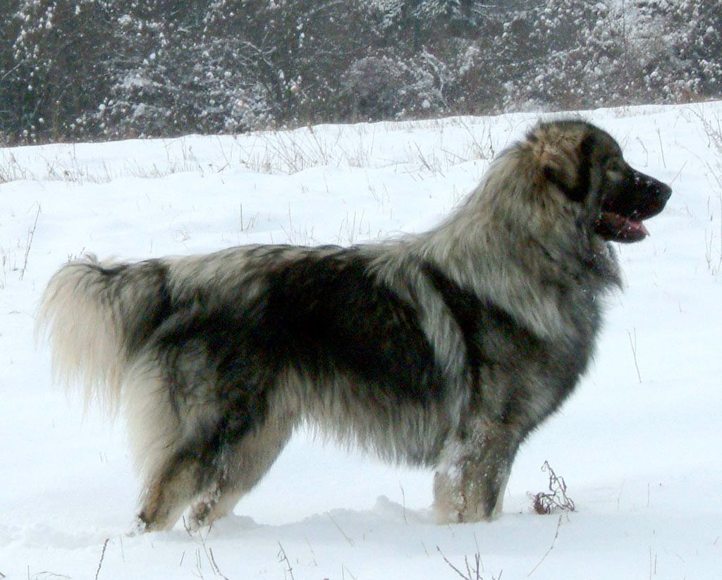 Sarplaninac Vs Wolf Sarplaninac Vs Wolf