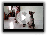 Fun & Amazing SYNCHRONIZED TRIPLE Dog Tricks performed by my three mini schnauzers