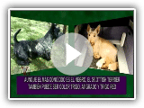 PORTESE BIEN, ANIMAL MARIN -- El Scottish Terrier: El negro del whisky "noir & White"