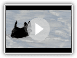 Scottish Terrier Spaß im Schnee - Teil 1
