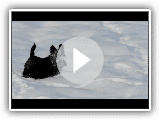 Scottish terrier having fun in the snow - part 1