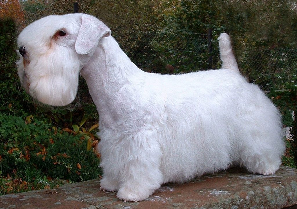 Terrier store de sealyham