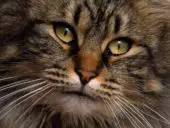 Gato Bosque de Siberia