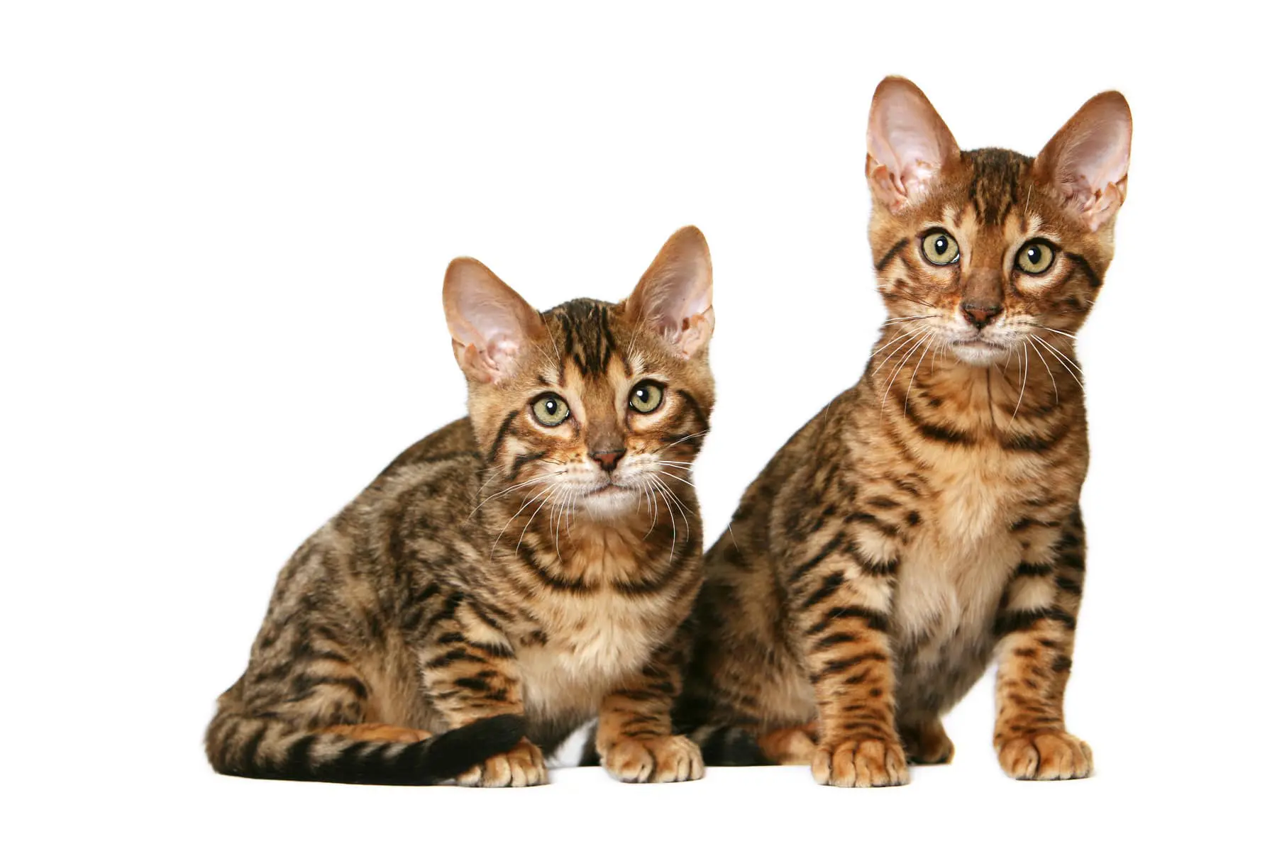 California Spangled Cats Breeds