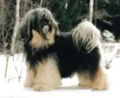 Terrier Tibetano