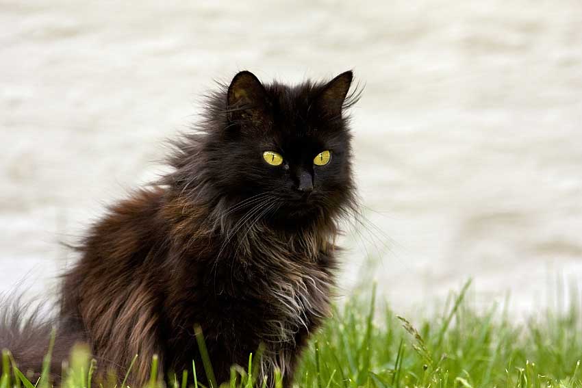 Chantilly-Tiffany cat