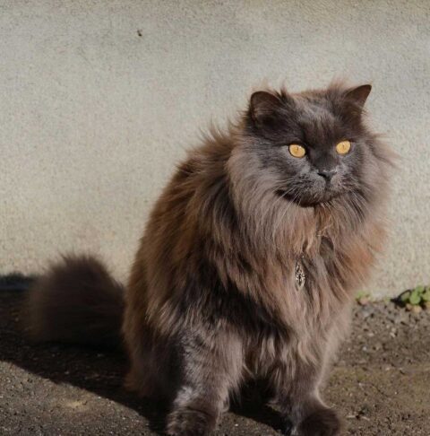 Chantilly-Tiffany cat